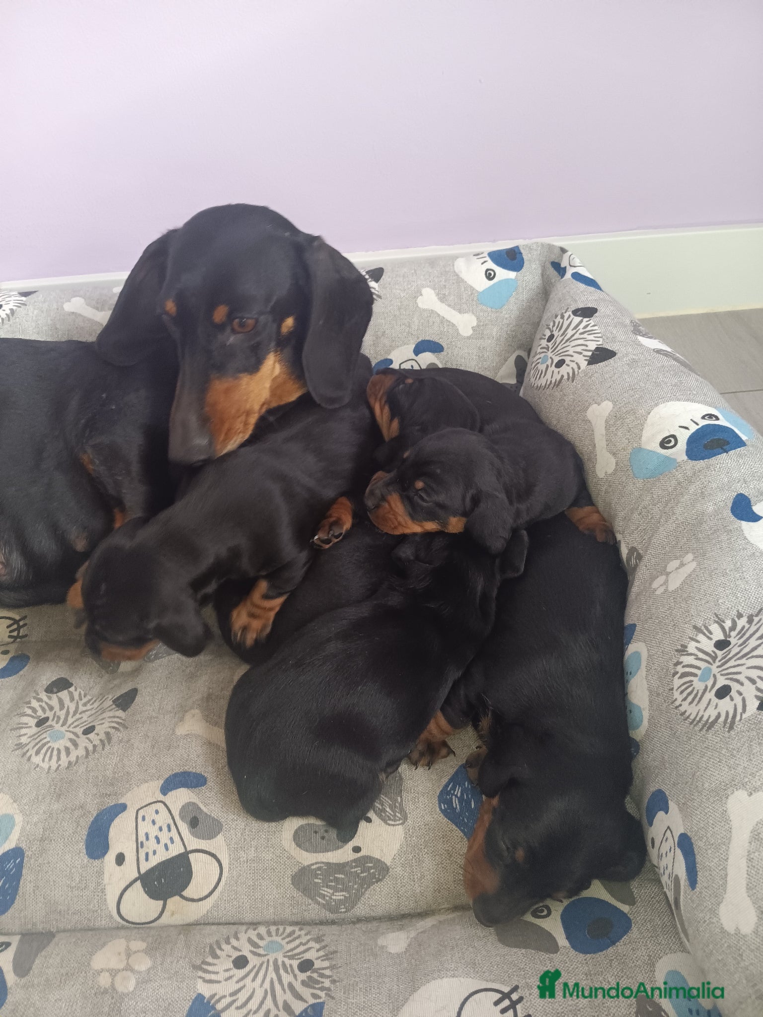 Teckel Miniatura perros Teckels Mini Diferentes Colores Desde - Anuncio 7