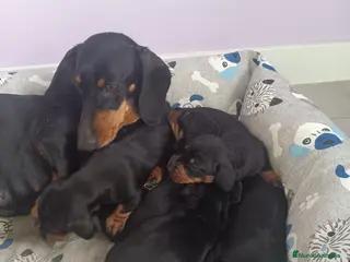 Teckel Miniatura perros Teckels Mini Diferentes Colores Desde - Anuncio 7