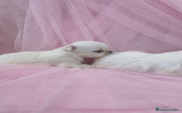 Bichón Maltés perros en venta: Bichón maltes ♂️♀️ - Imagen 9