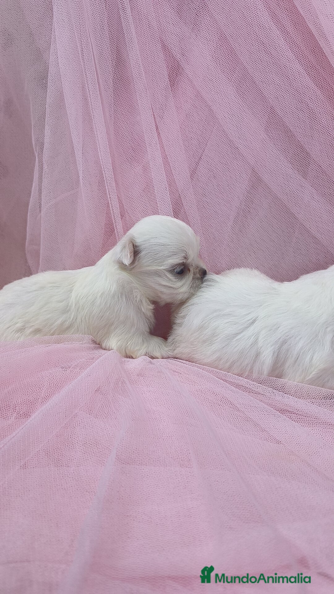 Bichón Maltés perros en venta: Bichón maltes ♂️♀️ - Imagen 9