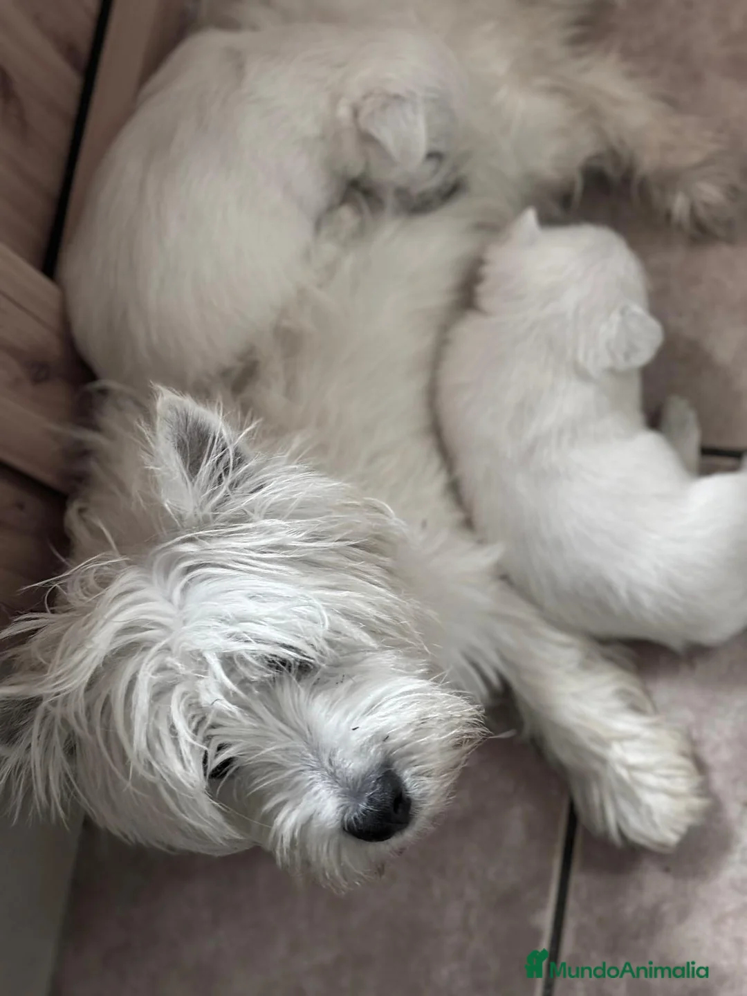 West Highland White Terrier perros en venta: Westys  - Anuncio 8