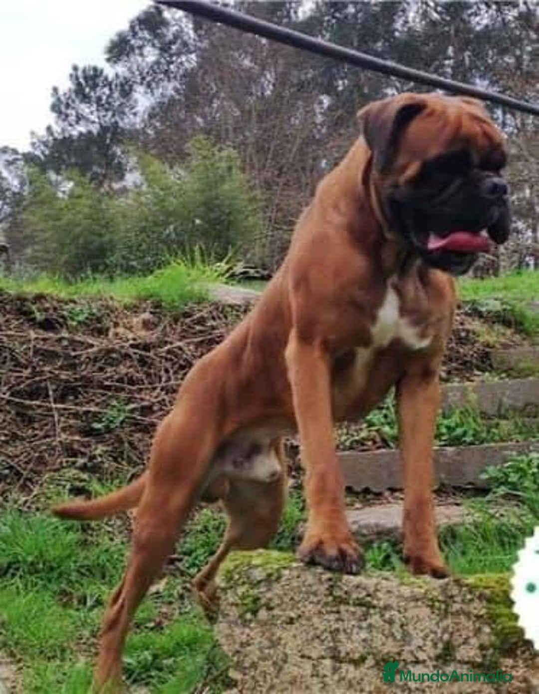 Boxer perros en venta: BOXER PONTEVEDRA - Anuncio 1