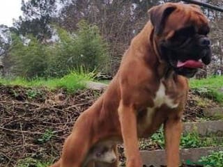 Boxer perros BOXER PONTEVEDRA - Anuncio 1