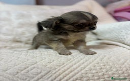 Chihuahua perros en venta: Chihuahua toy pelo largo  - Imagen 8