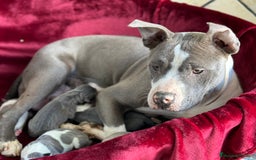 American Staffordshire-Terrier perros en venta: American Stanford, mis pequeños - Imagen 28