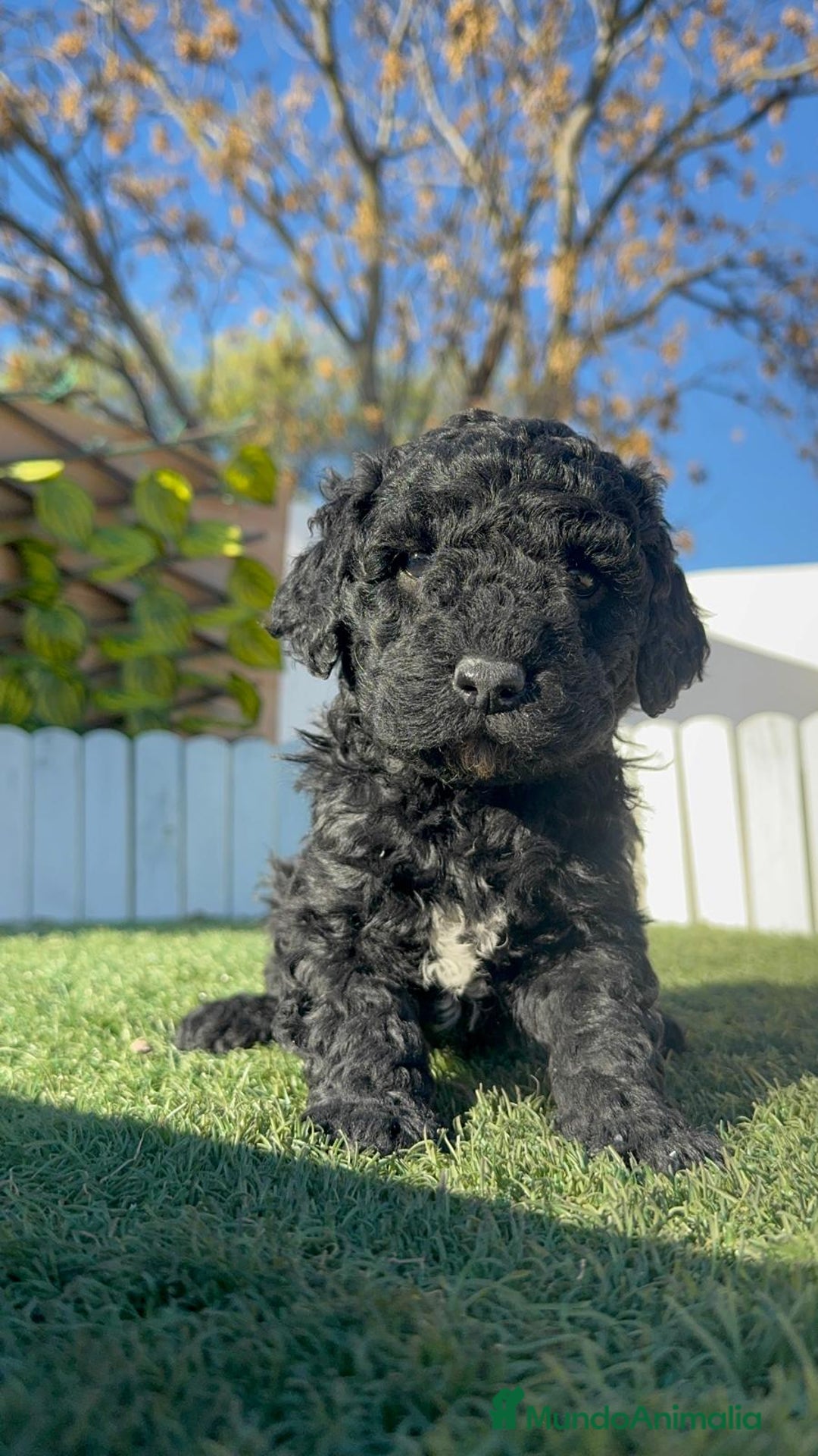 Perro de Agua Español perros en venta: PERRO DE AGUA HEMBRA - Anuncio 10