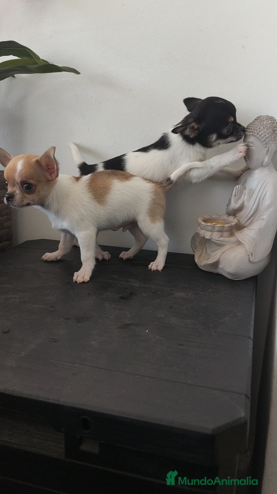 Chihuahua perros en venta: Chihuahua Toy macho y hembra  - Anuncio 5