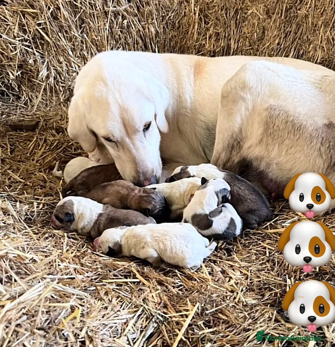 Mastín Español perros en venta: Preciosa camada de mastínes - Anuncio 2