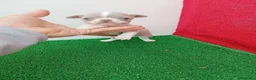 Chihuahua perros en venta: PRECIOSOS CHIHUAHUA RUSO Y ASIÁTICO  - Anuncio 19