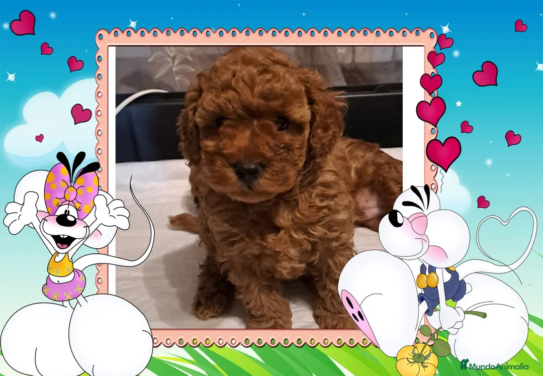 Caniche Toy perros en venta: Camada familiar de caniche toy - Anuncio 1