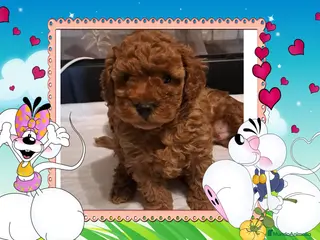 Caniche Toy perros Camada familiar de caniche toy - Anuncio 1