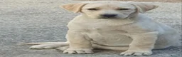 Labrador Retriever perros en venta: Cachorros labrador - Anuncio 1