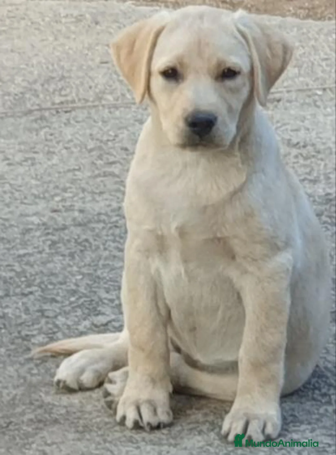 Labrador Retriever perros en venta: Cachorros labrador - Anuncio 1