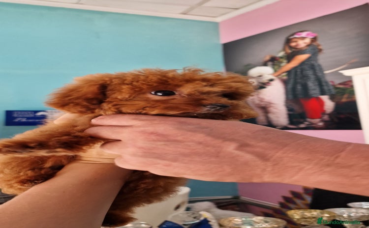 Caniche Toy perros - Propaganda 4
