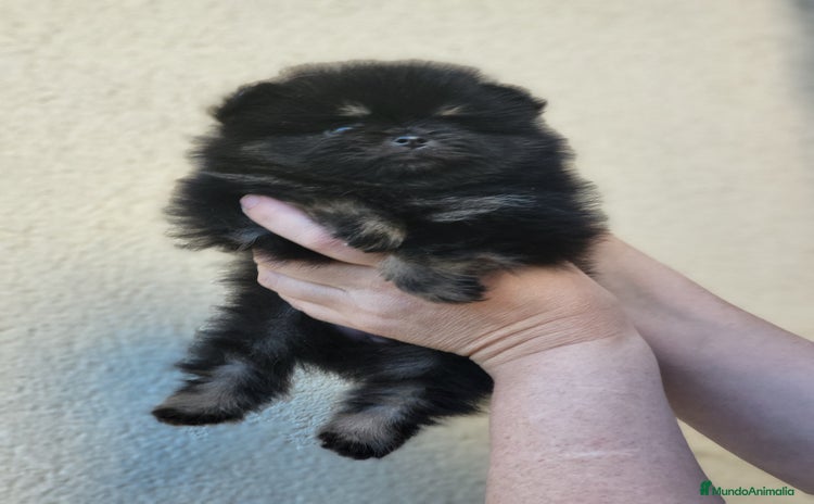 Pomerania perros - Anuncio 1