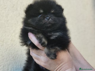 Pomerania perros - Anuncio 26