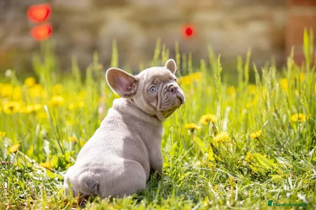 Bulldog Francés perros en venta: BULLDOG FRANCES ( TODA ESPAÑA )  - Imagen 5