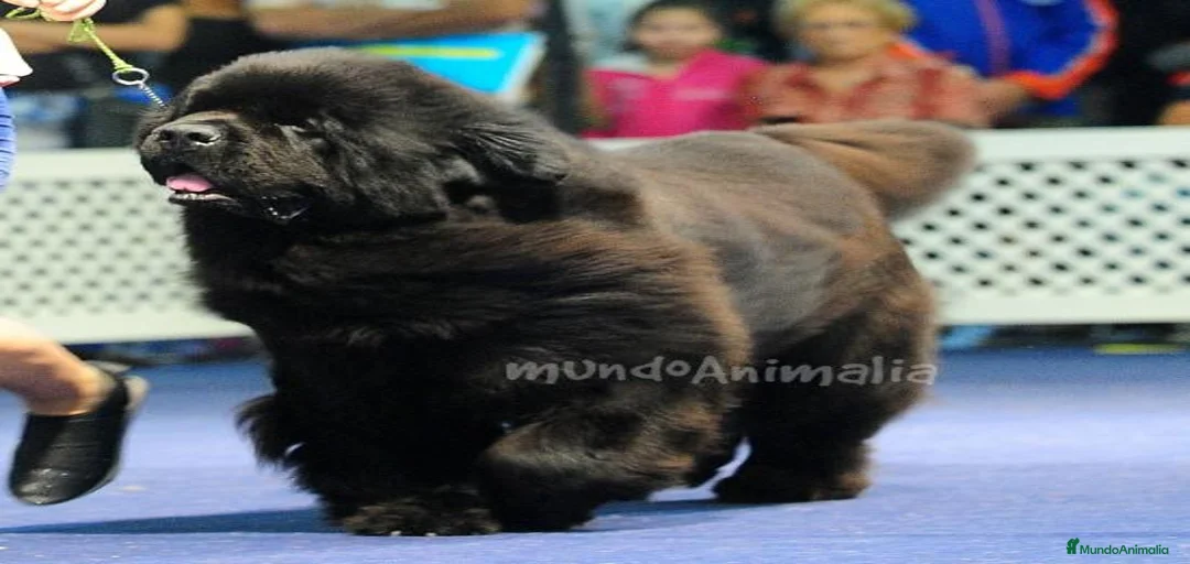 Imagen de galería {{count}}