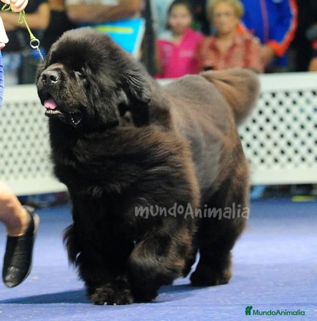 Imagen de galería {{count}}