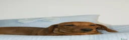 Teckel Miniatura perros en venta: CACHORRITO DE TECKEL MINI ROJO - Anuncio 1