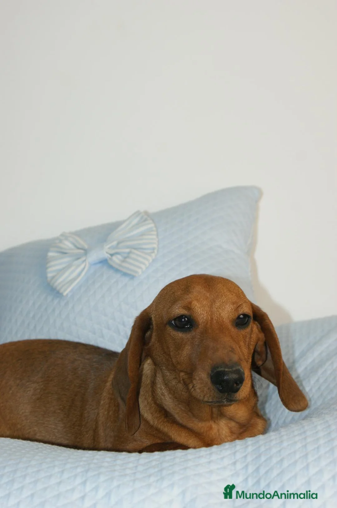 Teckel Miniatura perros en venta: CACHORRITO DE TECKEL MINI ROJO - Anuncio 1