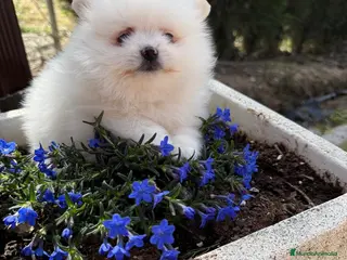 Pomerania perros Pomerania (lulu de Pomerania) - Anuncio 1