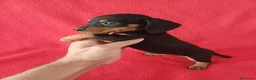 Teckel Miniatura perros en venta: Teckel Miniatura Negro y Fuego  - Anuncio 2
