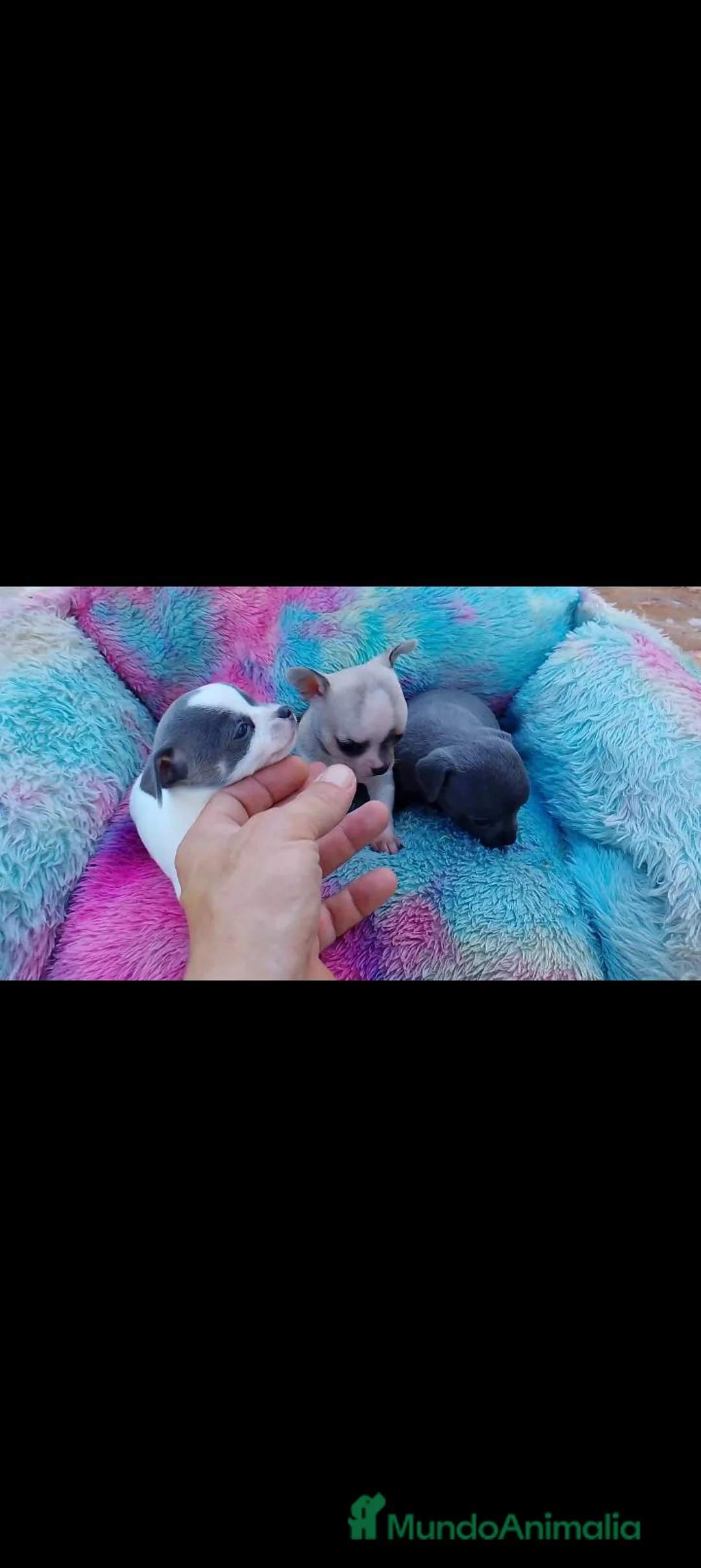 Chihuahua perros en venta: HEMBRITA EXCLUSIVA DISPONIBLE - Anuncio 2