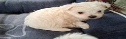Bichón Maltés perros en venta: Bichón Maltés toy - Anuncio 7