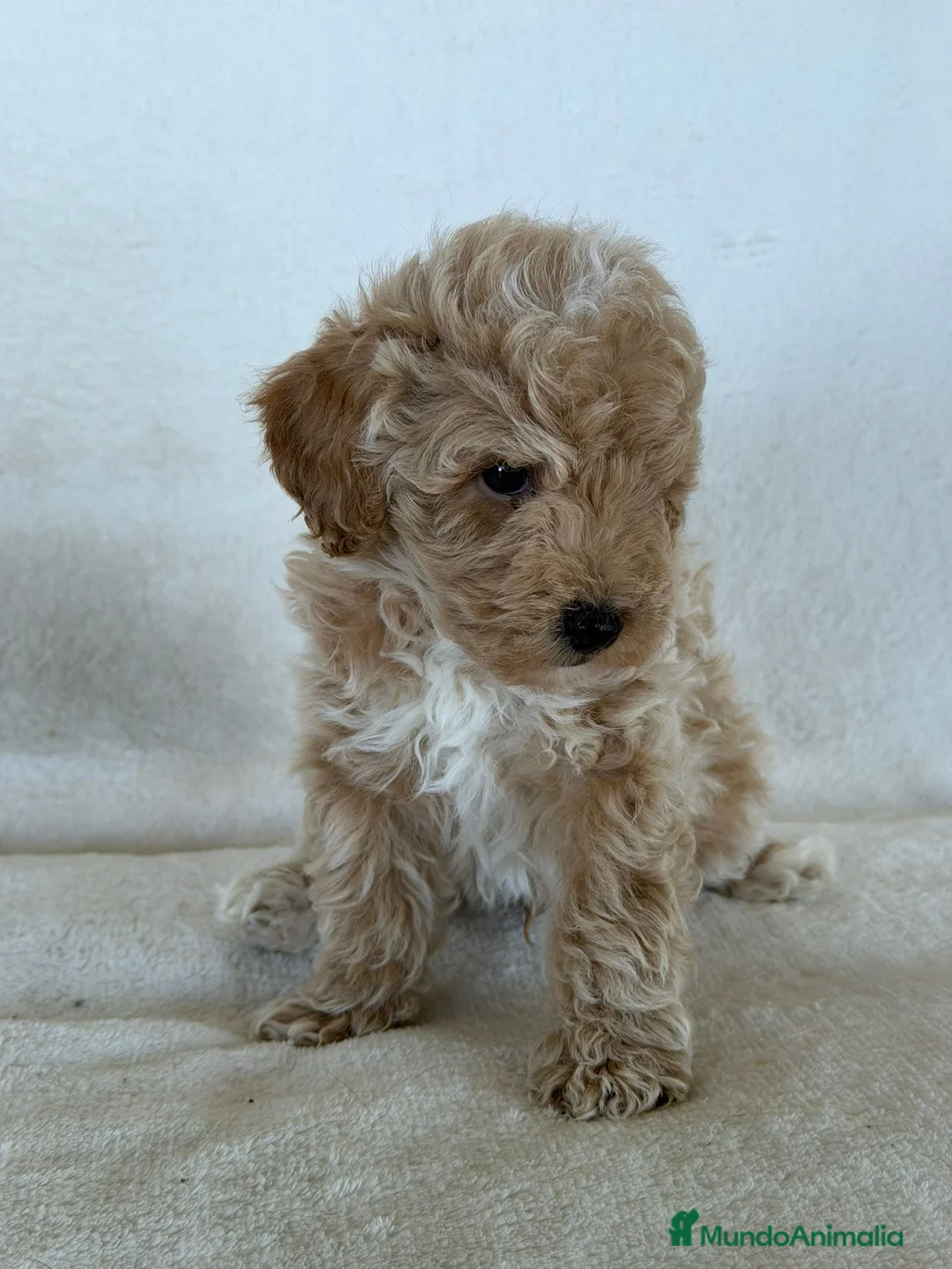 Caniche Enano perros en venta: CANICHE APRICOT - Anuncio 4