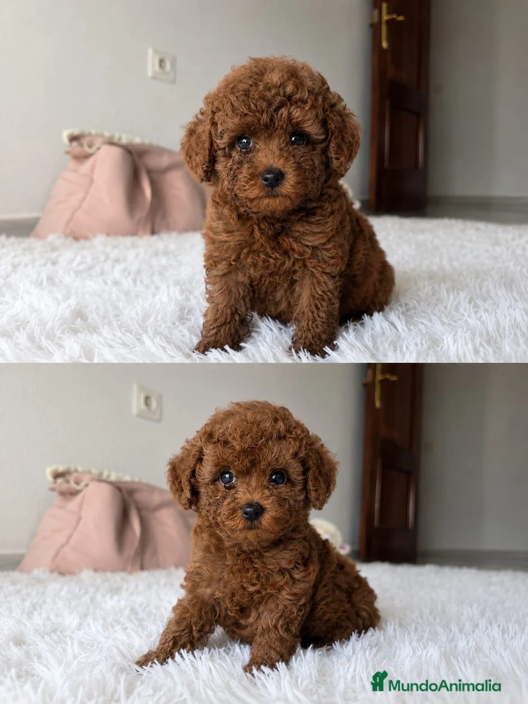 Caniche Toy perros en venta: CANICHE TOY - Anuncio 1