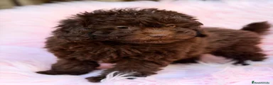 Maltipoo 2