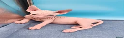 Sphynx gatos en venta: Preciosa camada ojos azules  - Anuncio 13