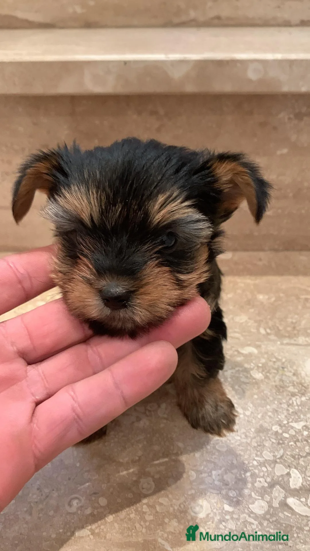 Yorkshire Terrier perros en venta: Yorksyre toy - Anuncio 2