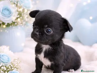 Chihuahua perros Chihuahua - Anuncio 3