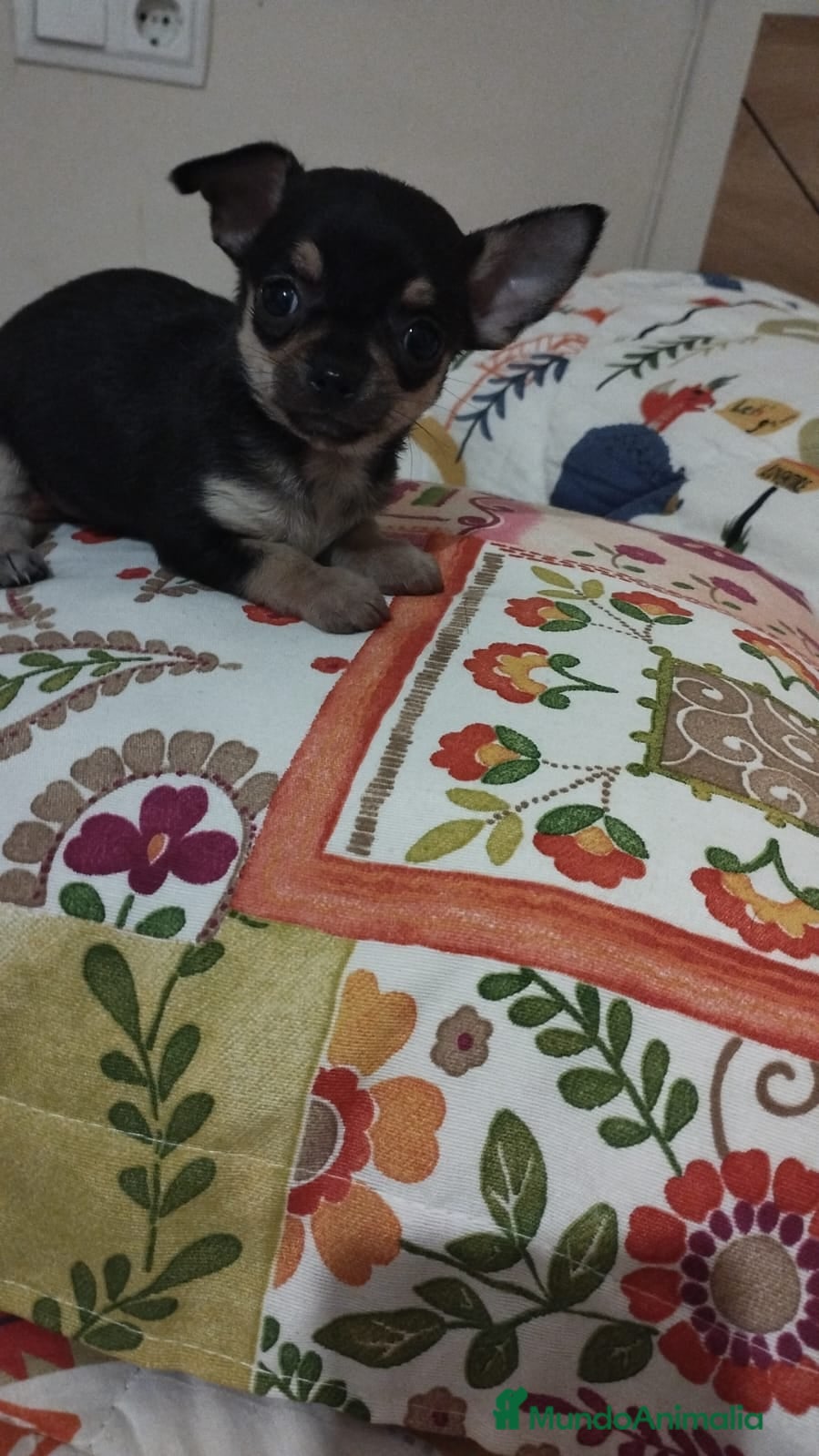 Chihuahua perros Cachorritos chihuahua toy en Murcia - Anuncio 9