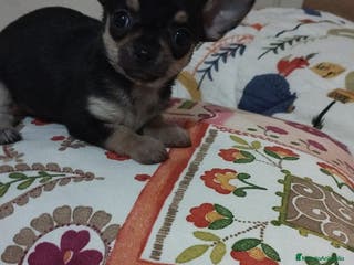 Chihuahua perros Cachorritos chihuahua toy en Murcia - Anuncio 16