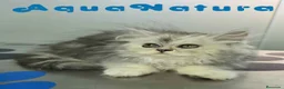 Persa gatos en venta: Persa Chinchilla Hembra 6792 - Anuncio 2