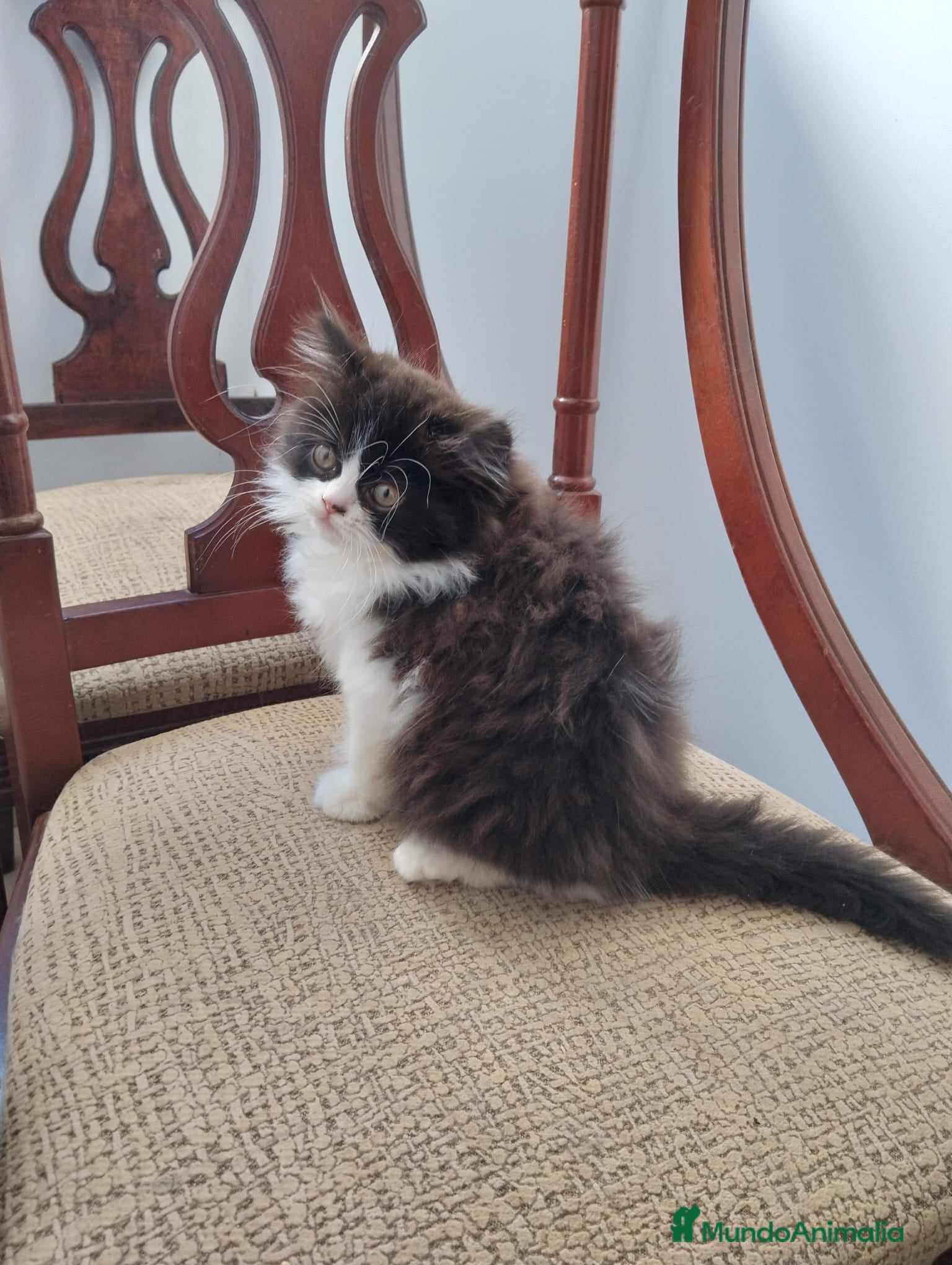 Persa gatos  Gatitos PERSAS EUROPEOS  - Anuncio 1
