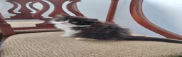 Persa gatos en venta:  Gatitos PERSAS EUROPEOS  - Anuncio 1