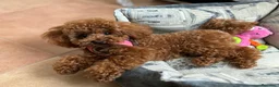 Caniche Toy perros en venta: Caniche toy nueva camada !!! - Anuncio 9