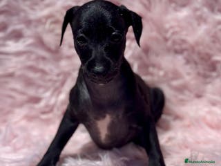 Pequeño Lebrel Italiano perros PICCOLO ITALIANO NEGROS - Anuncio 32