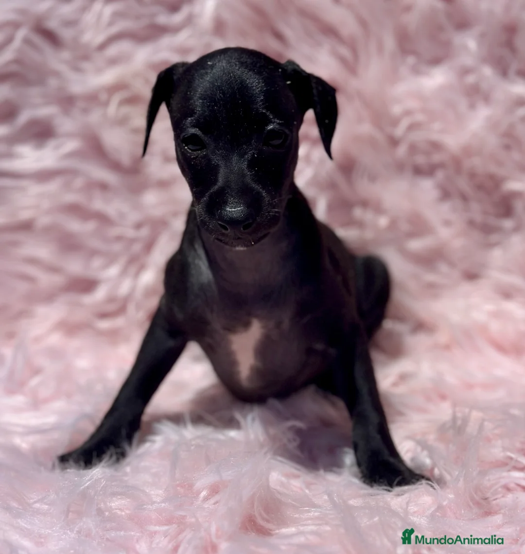 Pequeño Lebrel Italiano perros en venta: PICCOLO ITALIANO NEGROS - Anuncio 1