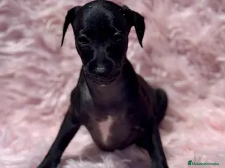 Pequeño Lebrel Italiano perros PICCOLO ITALIANO NEGROS - Anuncio 2