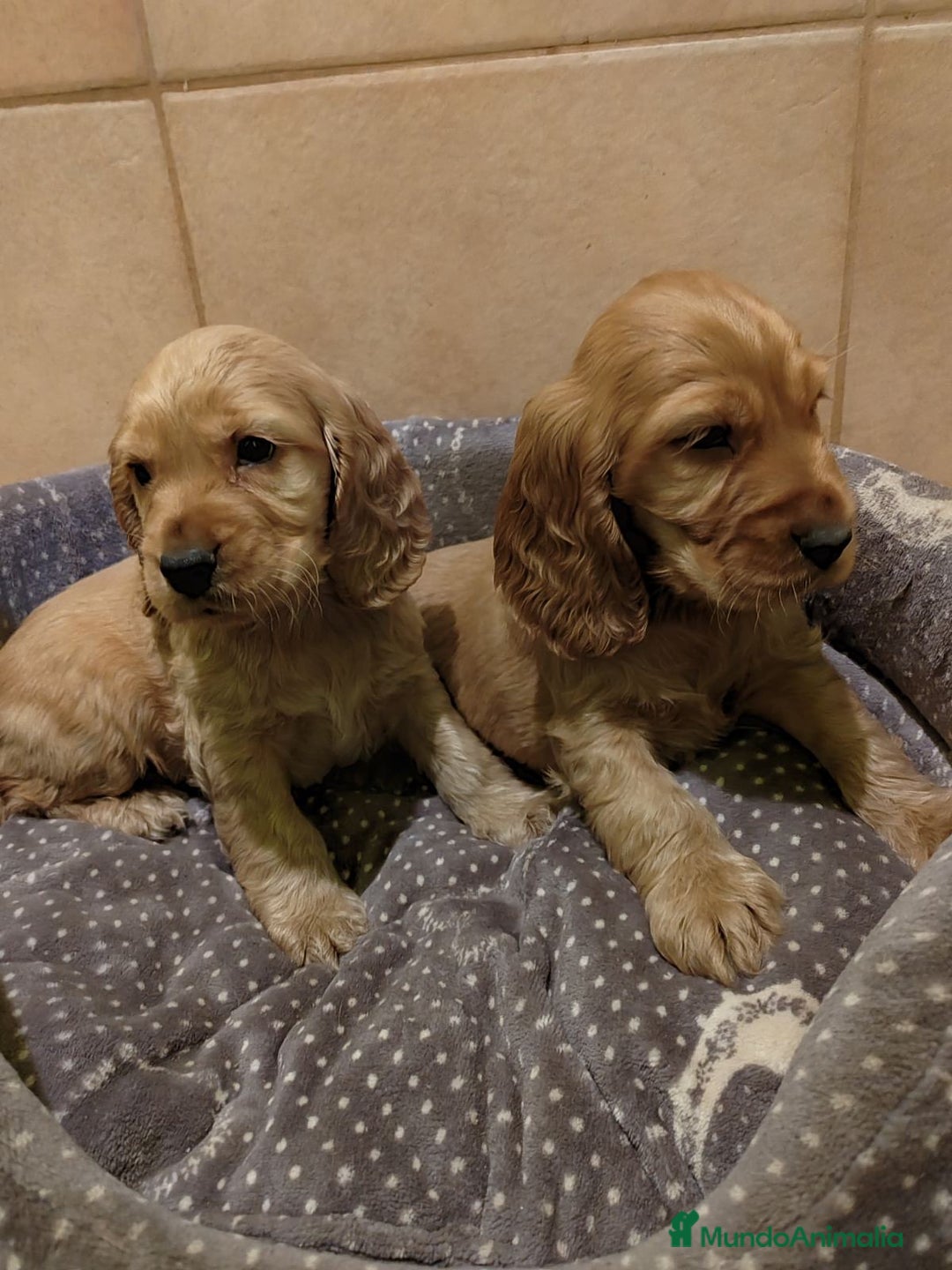 Cocker Spaniel Inglés perros en venta: Cocker spaniel dorado intenso - Anuncio 1