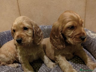 Cocker Spaniel Inglés perros Cocker spaniel dorado intenso - Anuncio 1