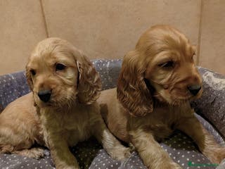Cocker Spaniel Inglés perros Cocker spaniel dorado intenso - Anuncio 5
