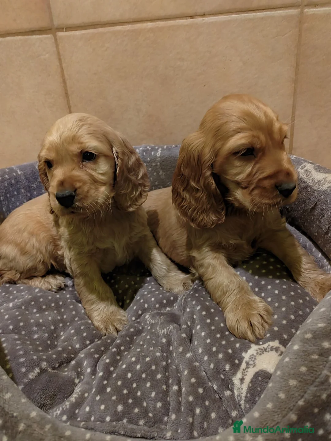 Cocker Spaniel Inglés perros en venta: Cocker spaniel dorado intenso - Anuncio 1