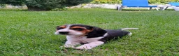 Beagle perros en venta: Beagle linea Inglesa - Anuncio 2