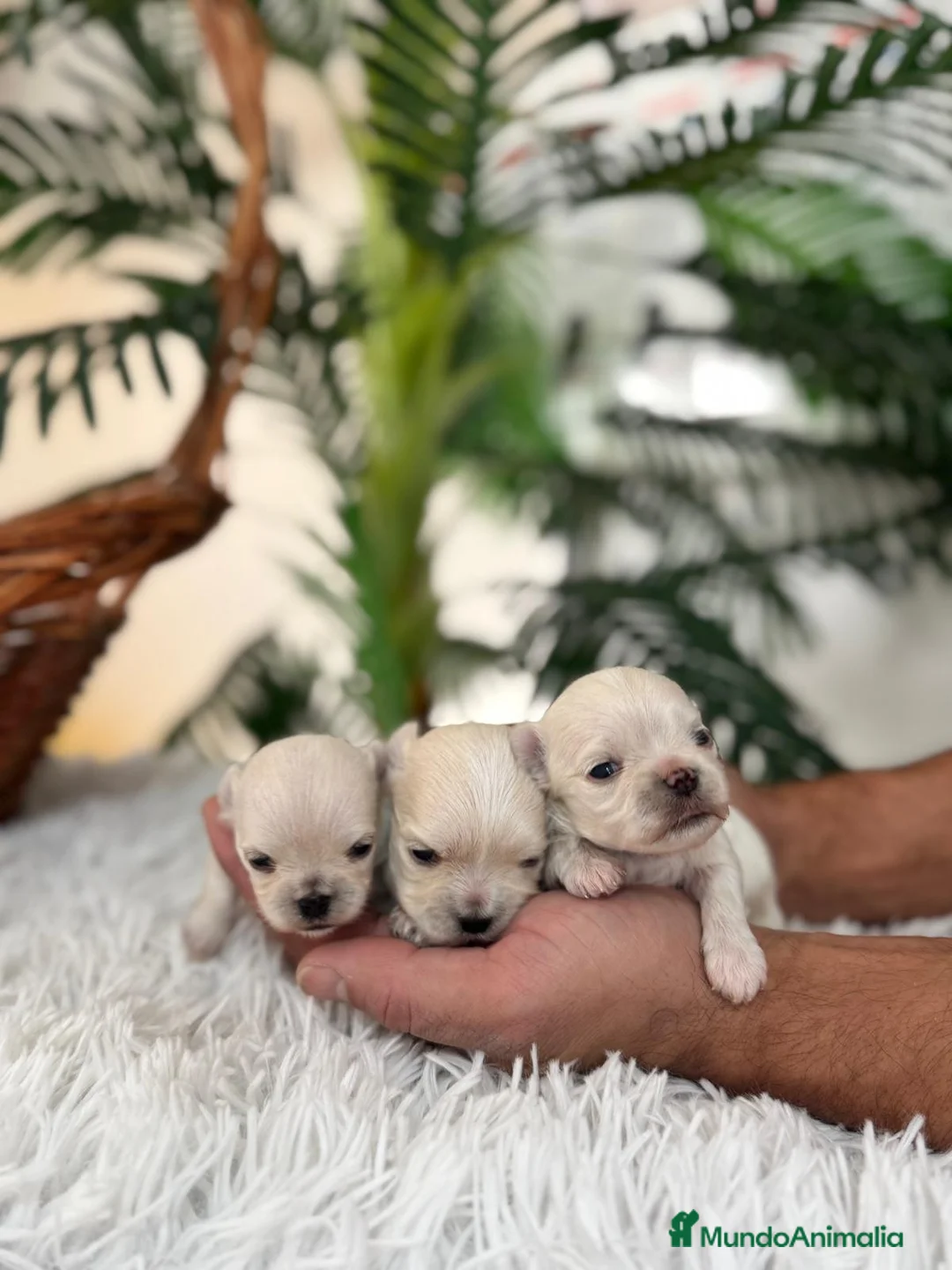 Bichón Maltés perros en venta: BICHON MALTES 100X100 COREANO - Anuncio 3